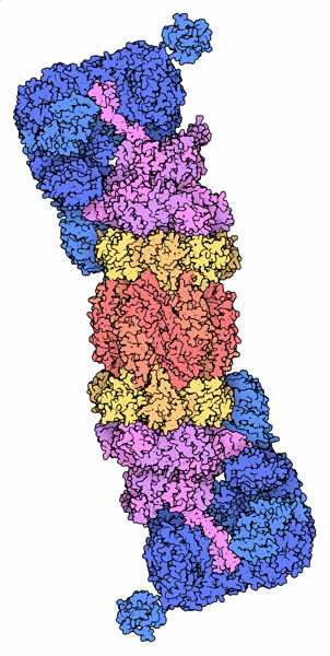 166-Proteasome_4b4t_dimer.jpg