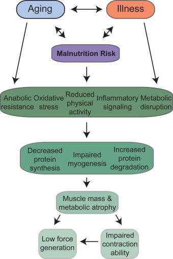 29.4: Skeletal Muscle Regulates Metabolism - Biology LibreTexts