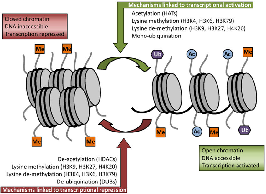 Some-of-the-key-histone-modifications-influencing-gene-expression-Me-methylation-Ub.jpg