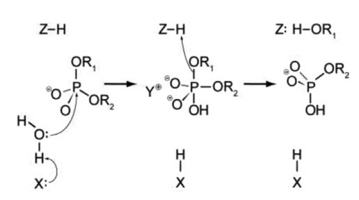 ecori-and-ecorv-reaction-mechanism.jpg