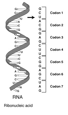RNA-codon.png