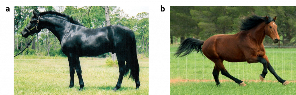 horse-genetics-1024x331.png