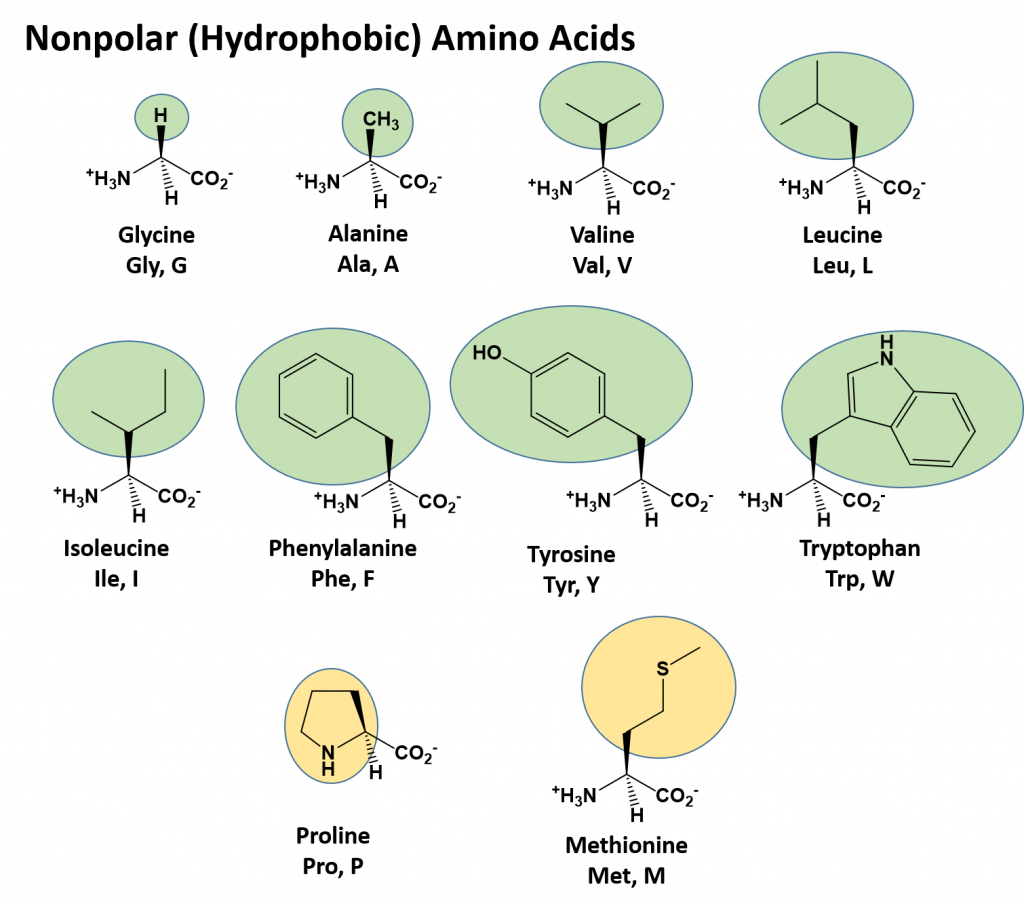 nonpolar-amino-acids-1024x906.png