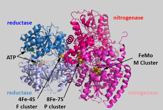 NitrogenaseTotalStructure