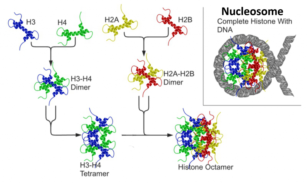 nuucleosome-i-1024x612.png