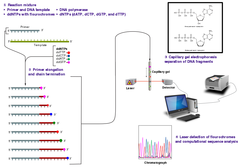 1024px-Sanger-sequencing.svg.png