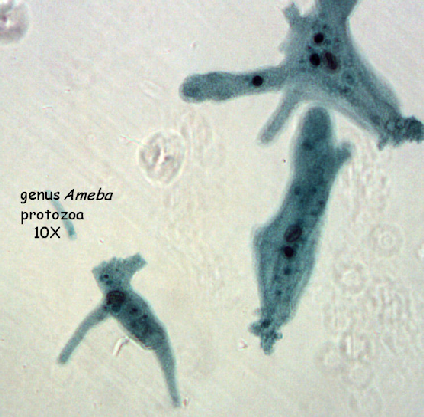 protozoa1.png