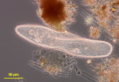 protozoa3.png
