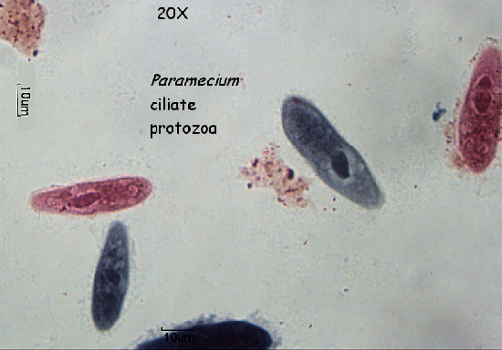 protozoa4.png