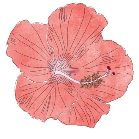 Hibiscus 2 illustration by MJ.jpg