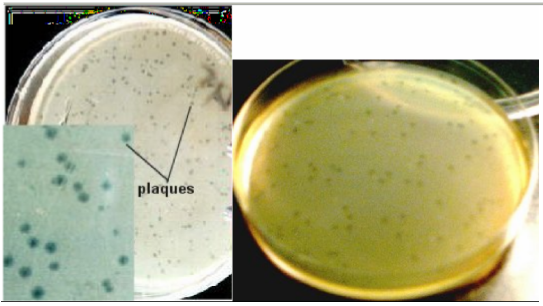 phages2.png