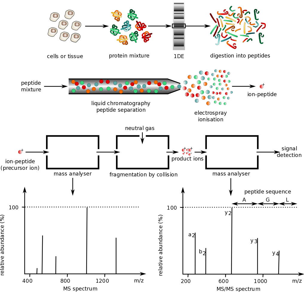 3.4: Proteins - Analyses And Structural Predictions Of Protein ...