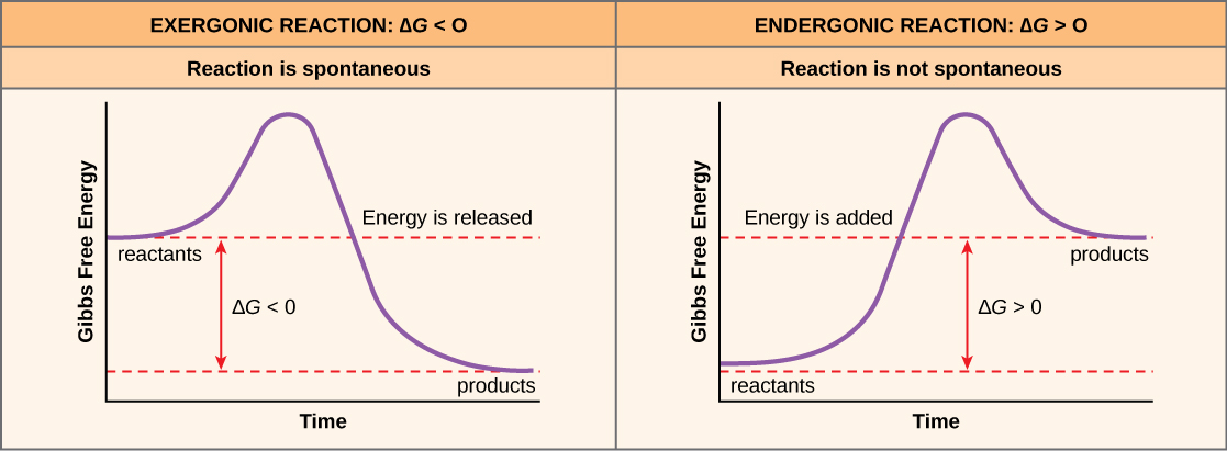The two plots show the change in Gibbs free energy as reactants are converted to products. Gibbs free energy decreases with time for an exergonic reaction (left), and the reaction is spontaneous. Gibbs free energy increases with time for an exergonic reaction (right), and the reaction is not spontaneous.