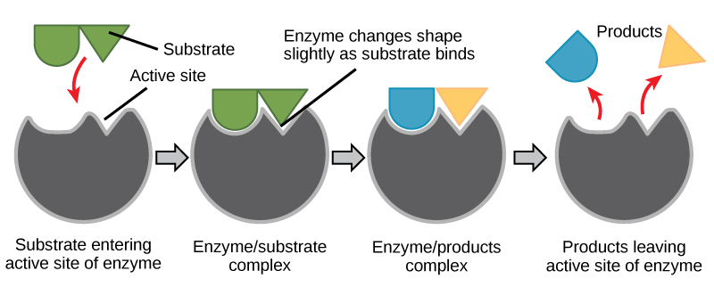 En este diagrama, un sustrato se une al sitio activo de una enzima y, en el proceso, cambian tanto la forma de la enzima como la forma del sustrato. El sustrato se convierte en producto, el cual sale del sitio activo.