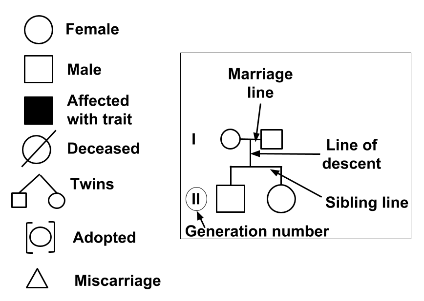 Common pedigree symbols and identifiers