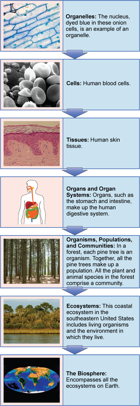 Un diagrama de flujo muestra la jerarquía de los organismos vivos. De menor a mayor, esta jerarquía incluye: (1) Organelos, como los núcleos, que existen dentro de las células. (2) Células, como un glóbulo rojo. (3) Tejidos, como el tejido de la piel humana. (4) Órganos como el estómago conforman el sistema digestivo humano, ejemplo de un sistema de órganos. (5) Organismos, poblaciones, y comunidades. En un bosque, cada pino es un organismo. Juntos, todos los pinos conforman una población. Todas las especies vegetales y animales del bosque comprenden una comunidad. (6) Ecosistemas: el ecosistema costero en el sureste de Estados Unidos incluye los organismos vivos y el ambiente en el que viven. (7) La biosfera: abarca todos los ecosistemas de la Tierra.