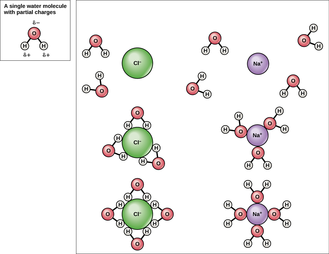 Ilustración de esferas de hidratación alrededor de iones de sodio y cloro.