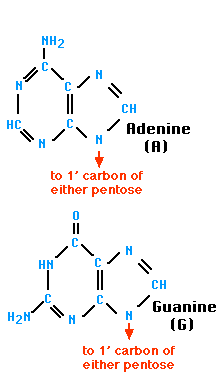 альт