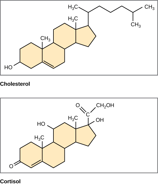 Se muestran las estructuras de colesterol y cortisol. Cada una de estas moléculas está compuesta por tres anillos de seis carbonos fusionados a un anillo de cinco carbonos. El colesterol tiene un hidrocarburo ramificado unido al anillo de cinco carbonos y un grupo hidroxilo unido al anillo terminal de seis carbonos. El cortisol tiene una cadena de dos carbonos modificada con un oxígeno de doble enlace, un grupo hidroxilo unido al anillo de cinco carbonos y un oxígeno con doble enlace al anillo terminal de seis carbonos.