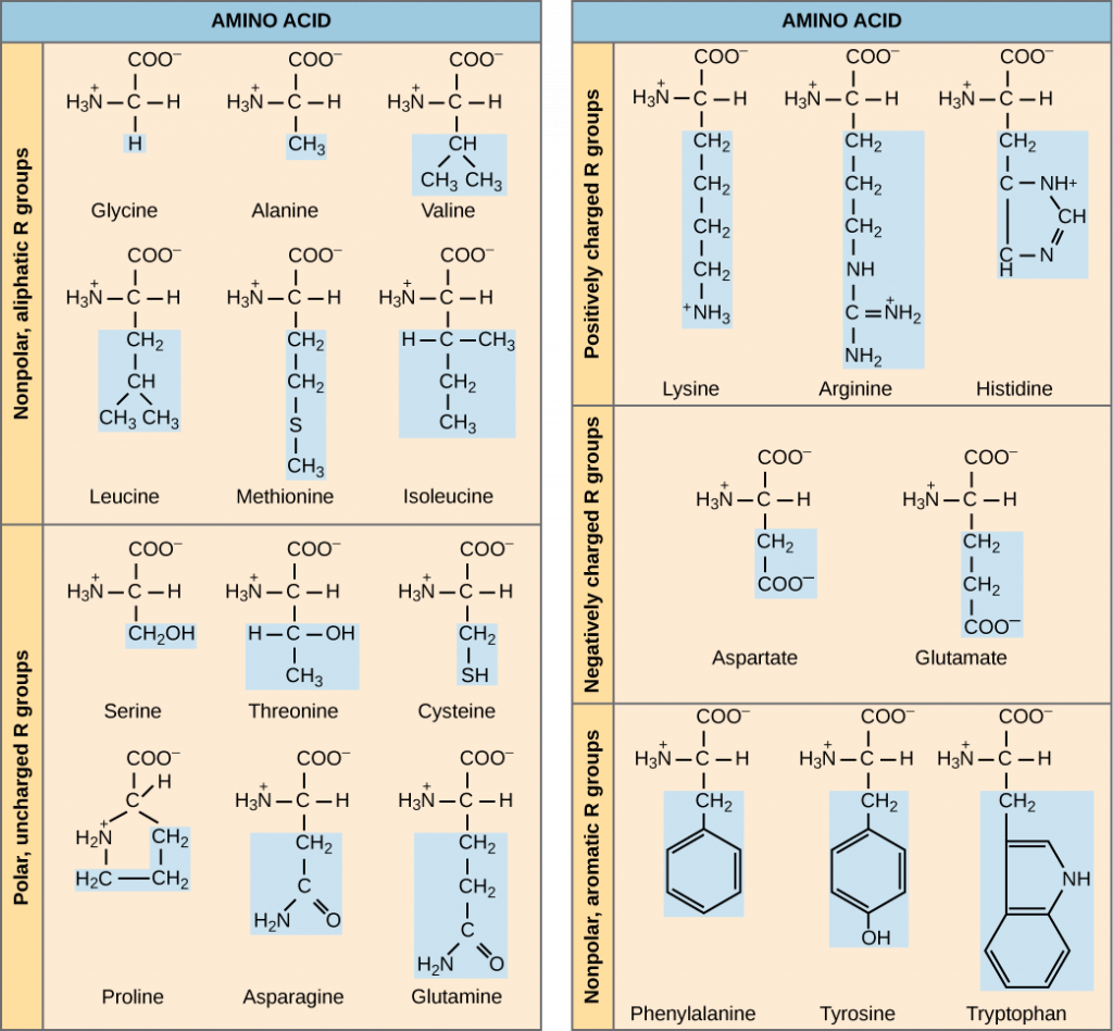 estructuras de aminoácidos