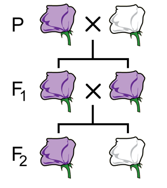 Section 1.7: Genes Are The Basic Units Of Inheritance - Biology LibreTexts