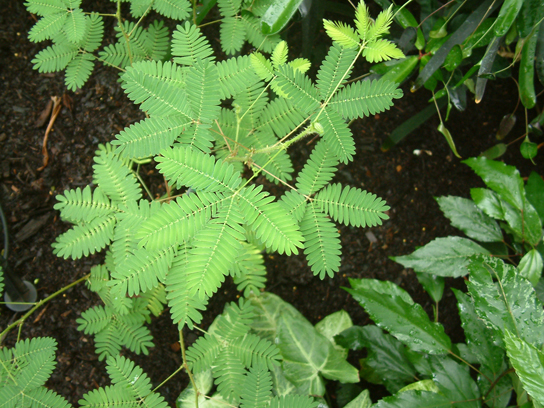 Una fotografía de la Mimosa pudica muestra una planta con muchas hojas diminutas conectadas a un tallo central. Cuatro de estos tallos se conectan entre sí.