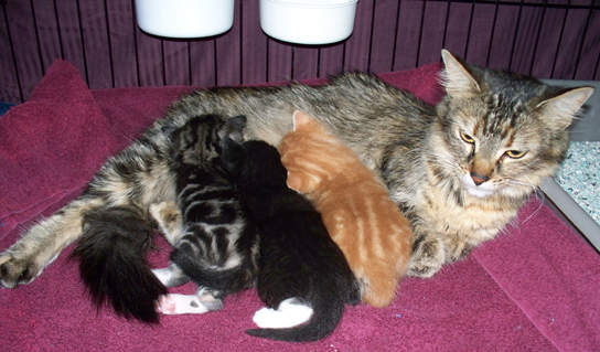 En una fotografía se representa a una madre gata amamantando a tres gatitos: uno tiene un abrigo atigrado naranja y blanco, otro es negro con un pie blanco, mientras que el tercero tiene un abrigo atigrado blanco y negro.