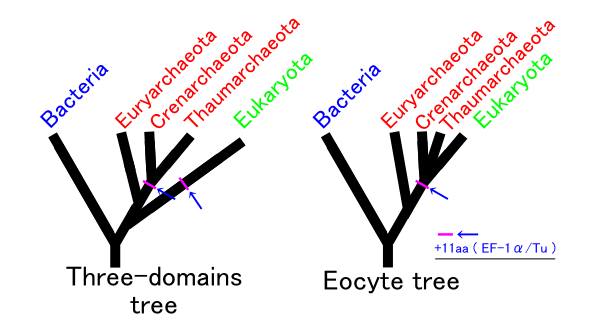 A la izquierda hay un árbol filogenético que ilustra el sistema de tres dominios. A la derecha hay un árbol filogenético que ilustra la hipótesis de Eocito.