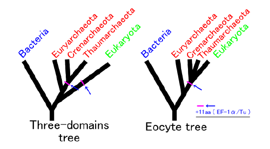 On the left is a phylogenetic tree illustrating the three-domain system. On the right is a phylogenetic tree illustrating the Eocyte hypothesis.