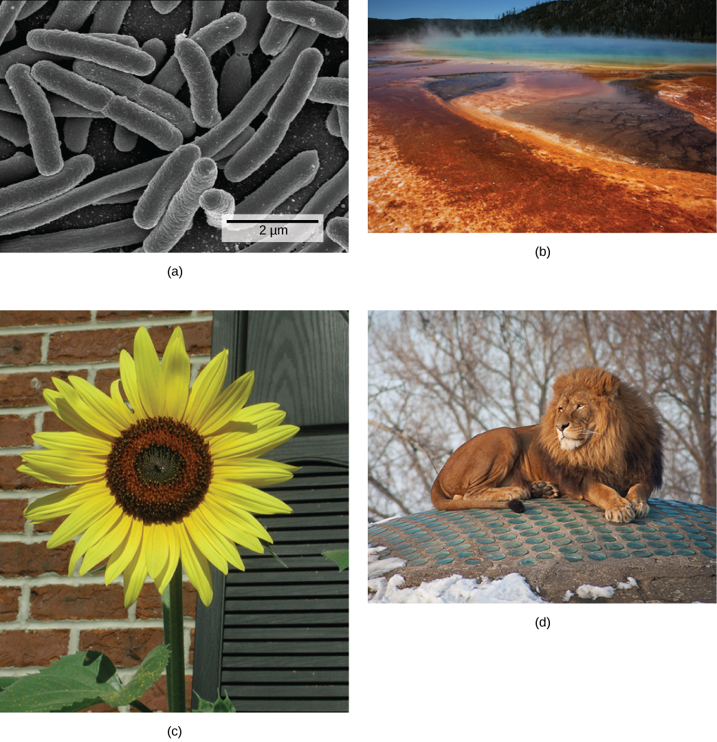 Fotos representan: A: células bacterianas. B: un respiradero caliente natural. C: un girasol. D: un león.