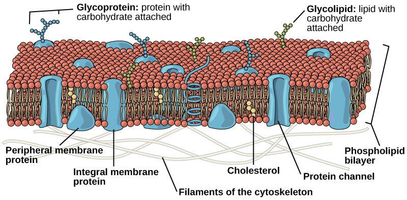 La membrana plasmática está compuesta por una bicapa fosfolipídica. En la bicapa, las dos largas colas hidrófobas de los fosfolípidos miran hacia el centro, y el grupo de cabeza hidrófila mira hacia el exterior. Las proteínas integrales de membrana y los canales proteicos abarcan toda la bicapa. Los canales proteicos tienen un poro en el medio. Las proteínas de membrana periférica se asientan en la superficie de los fosfolípidos y están asociadas con los grupos de cabeza. En el lado exterior de la membrana, los carbohidratos se unen a ciertas proteínas y lípidos. Filamentos del citoesqueleto alinean el interior de la membrana.