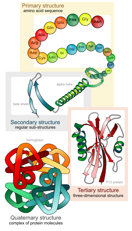 Una ilustración de los principales niveles de estructura proteica.