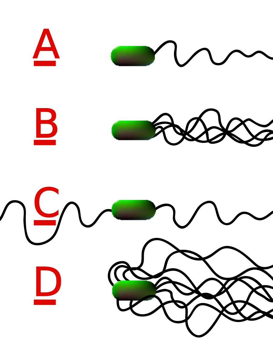 Una ilustración de bacterias con diferentes números y colocaciones de flagelos.