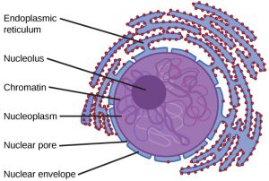 sistema de endomembrana