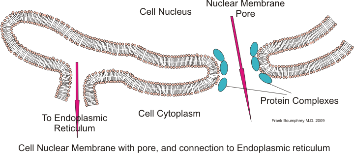 Ilustración de doble capa de la membrana nuclear con poro rodeado de complejos proteicos y conexión al retículo endoplásmico.