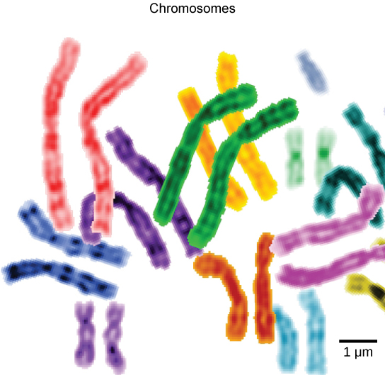 Esta imagen muestra cromosomas emparejados.