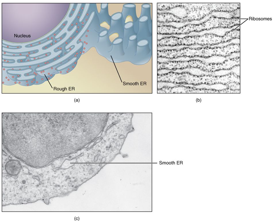 This figure shows structure of the endoplasmic reticulum. The diagram highlights the rough and smooth endoplasmic reticulum and the nucleus is labeled. Two micrographs show the structure of the endoplasmic reticulum in detail. The first micrograph shows the rough endoplasmic reticulum in a pancreatic cell and the second micrograph shows a smooth endoplasmic reticulum.