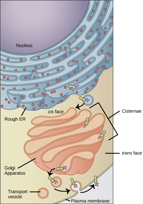Esta figura muestra el núcleo, ER rugoso, aparato de Golgi, vesículas y membrana plasmática. El lado derecho de la ER rugosa se muestra con una proteína de membrana integral incrustada en ella. La parte de la proteína que mira hacia el interior de la sala de urgencias tiene un carbohidrato adherido a ella. La proteína se muestra dejando el RE en una vesícula que se fusiona con la cara cis del aparato de Golgi. El aparato de Golgi consta de varias capas de membranas, llamadas cisternas. A medida que la proteína pasa por las cisternas, se modifica aún más por la adición de más carbohidratos. Finalmente, deja la cara trans del Golgi en una vesícula. La vesícula se fusiona con la membrana celular de manera que el carbohidrato que estaba en el interior de la vesícula se enfrenta al exterior de la membrana. Al mismo tiempo, el contenido de la vesícula se libera de la célula.