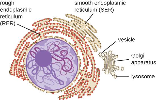 A diagram showing the nucleus. The nuclear envelope is continuous with and becomes the endoplasmic reticulum; a webbing of membranes outside the nucleus. Regions of the endoplasmic reticulum with dots are labeled rough endoplasmic reticulum (RER) and regions without dots are labeled smooth endoplasmic reticulum (SER). The RER and SER are continuous with each other.
