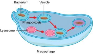macrophage being eaten