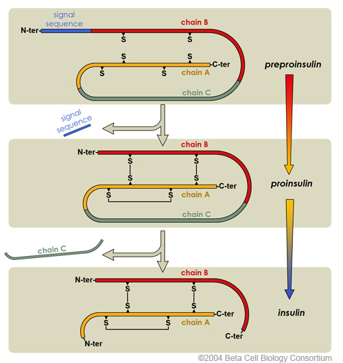 diagrama que muestra la maduración de la insulina