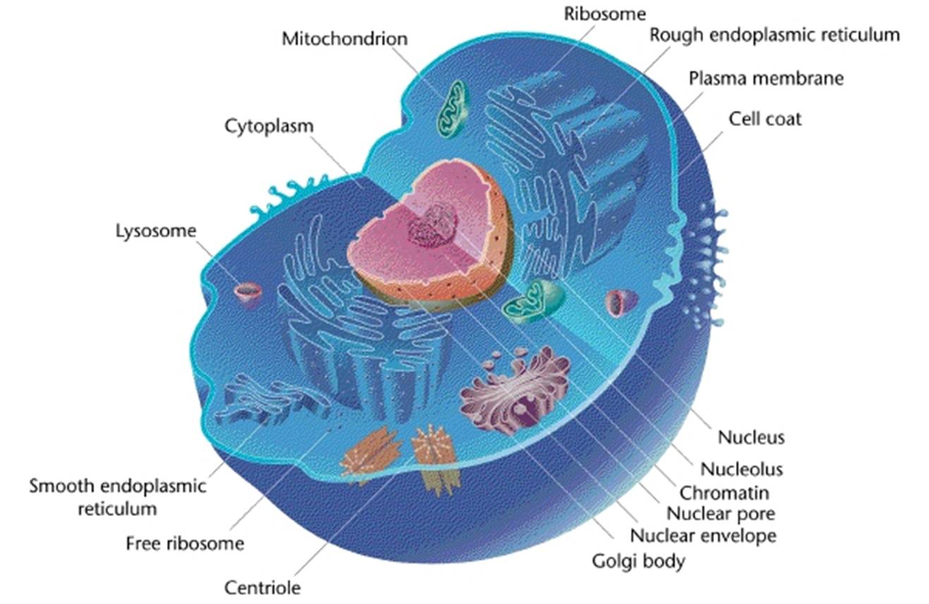 diagram of eukaryotic cell with organelles labeled