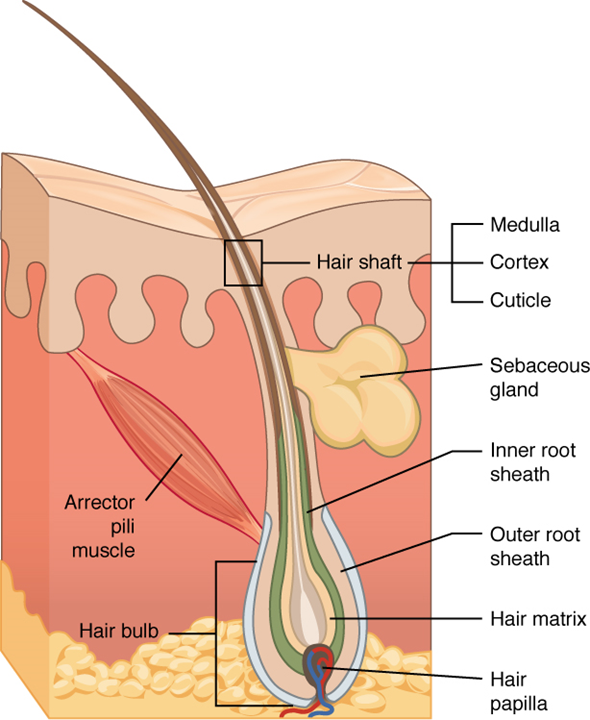 Este diagrama muestra una sección transversal de la piel que contiene un folículo piloso. El folículo tiene forma de lágrima. Su base agrandada, etiquetada como el bulbo piloso, está incrustada en la hipodermis. La capa más externa del folículo es la epidermis, que invgina desde la superficie de la piel para envuelva el folículo. Dentro de la epidermis se encuentra la vaina radicular externa, que solo está presente en el bulbo piloso. No se extiende hasta el tallo del cabello. Dentro de la vaina radicular externa se encuentra la vaina radicular interna. La vaina interna de la raíz se extiende aproximadamente a la mitad del camino hasta el tallo del cabello, terminando a mitad de camino a través de la dermis. La matriz capilar es la capa más interna. La matriz capilar rodea la parte inferior del tallo del cabello donde se incrusta dentro del bulbo piloso. El tallo piloso, en sí mismo, contiene tres capas: la cutícula más externa, una capa media llamada corteza, y una capa más interna llamada médula.