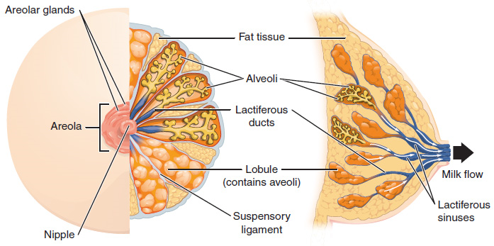 Esta figura muestra la anatomía de la mama. El panel izquierdo muestra la vista frontal y el panel derecho muestra la vista lateral. Las partes principales están etiquetadas.