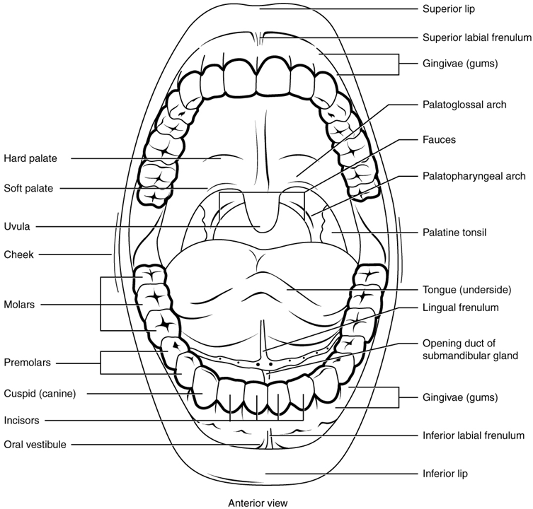 Este diagrama muestra la estructura de la boca. Se etiquetan los dientes, labios, lengua, encías y muchas otras partes.