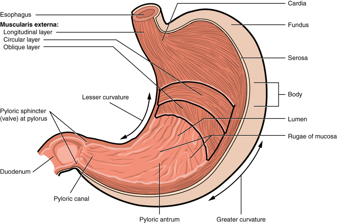 Esta imagen muestra una sección transversal del estómago, y se etiquetan las partes principales: el cardias, el fondo de ojo, el cuerpo y el píloro.
