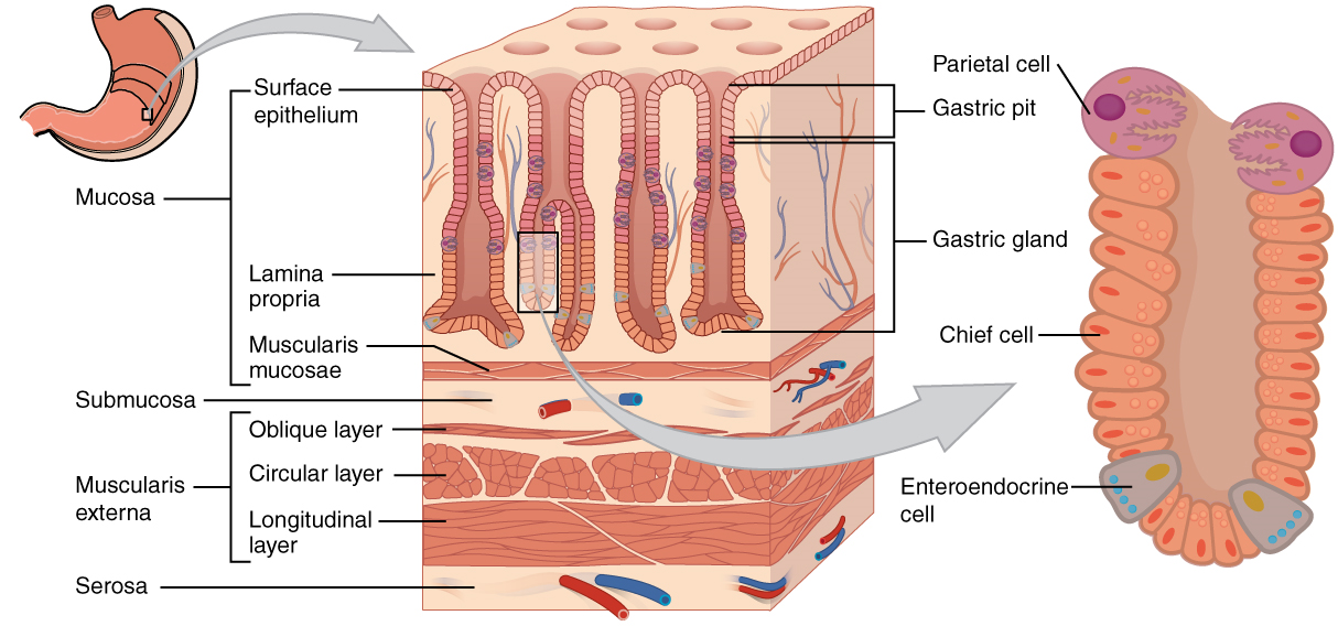 This diagram shows the histological cross-section of the stomach. The left panel shows the stomach and the center panel shows a magnified view of a small region including the epithelium and the gastric glands. The right panel shows a further magnification of the mucosa and the different cell types are labeled.