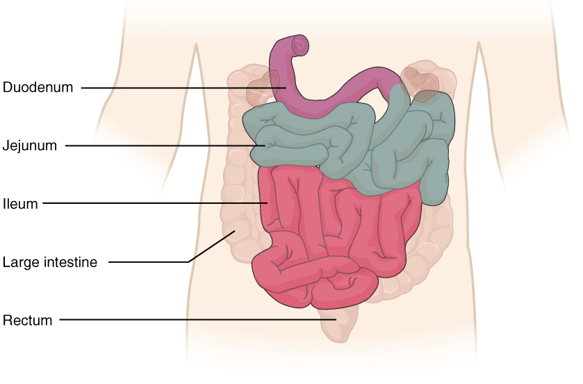 Este diagrama muestra el intestino delgado. Se etiquetan las diferentes partes del intestino delgado.