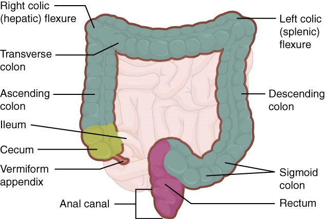 Esta imagen muestra el intestino grueso; las partes principales del intestino grueso están etiquetadas.