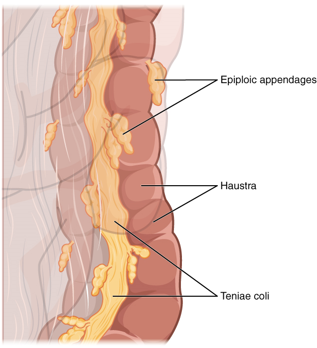 Esta imagen muestra los apéndices Taenia Coli, haustra y epiploicos, que son partes del intestino grueso.
